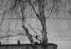 ''Птицы прилетели'', Елена Токарева